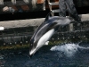 Vancouver Aquarium - Delphin 2