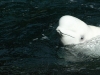 Vancouver Aquarium - Beluga Wal