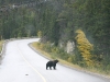 Banff NP - Grizzly bei Sunshine Village