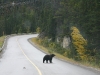 Banff NP - Grizzly bei Sunshine Village 2