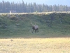 Jasper NP - Hirsch