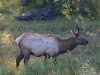 Jasper NP - Hirsch 2