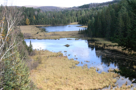 Beaver Pond im Algonquin Park