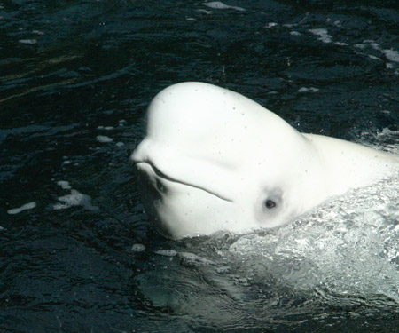 Weisser als Schnee - der Beluga Wal