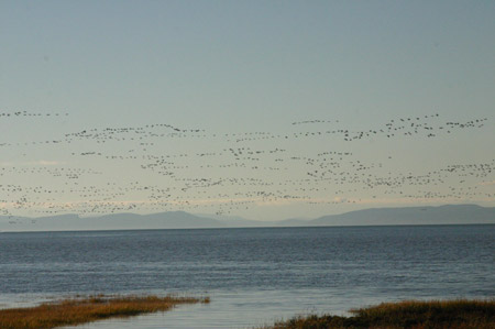 Vogelinvasion