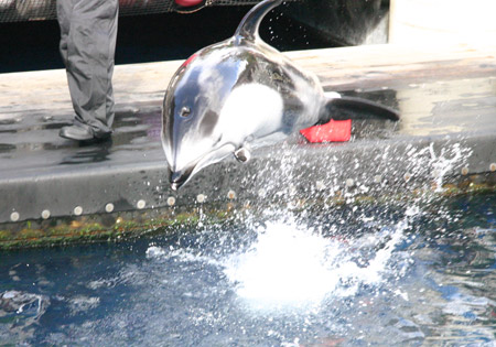 Jöö, ein Delphin live