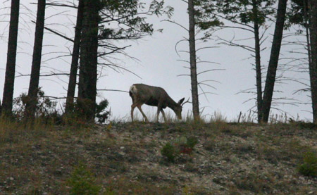 Wild in Kootenay