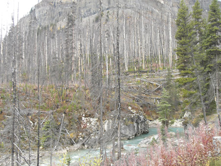 Abgebrannter Wald im Kootenay NP