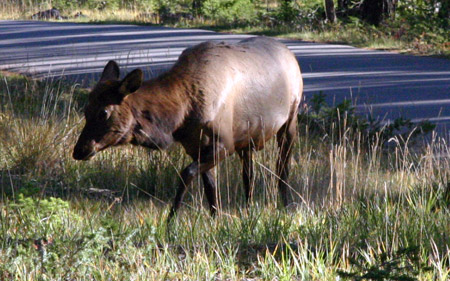 Wapiti-Hirsch weiblich